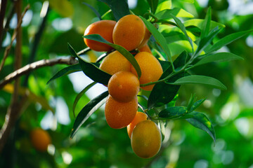Nagami kumquat by Tarugu