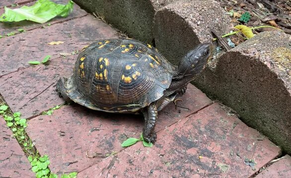 wild eastern box turtle (Terrapene carolina carolina)