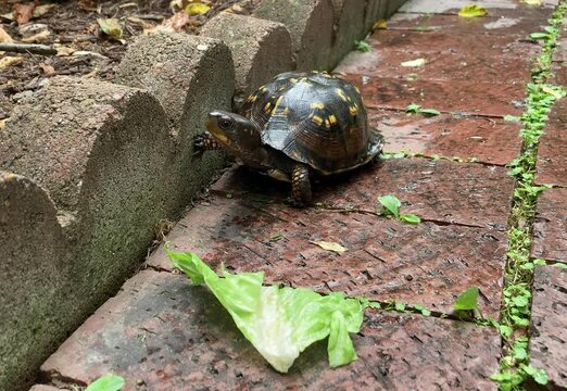wild eastern box turtle (Terrapene carolina carolina)