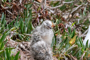 A Silver Gull (Red-billed) in New Zealand