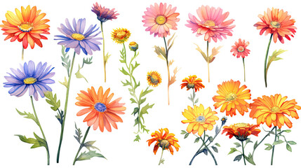 vibrant daisy collection in watercolor style, isolated on a transparent background for design layouts - obrazy, fototapety, plakaty