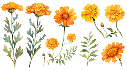 vibrant marigold collection in watercolor style, isolated on a transparent background for design layouts - obrazy, fototapety, plakaty