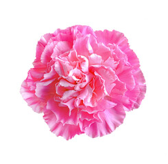 Pink carnation transparent png