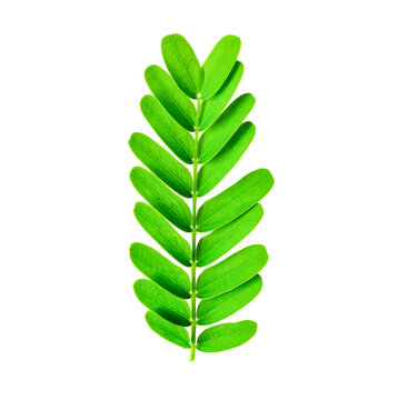 tamarind leaf transparent png