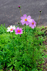 Garden Cosmos (Cosmos bipinnatus) flower