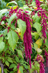 Love lies bleeding (Amaranthus caudatus)