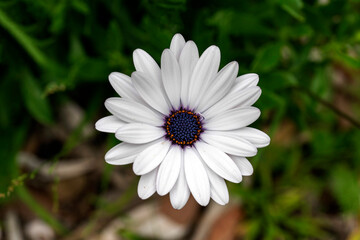 Fototapeta premium Osteospermum Ecklonis White (African Daisy) flower