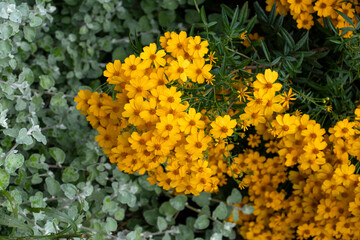 Tree Marigolds (Tagetes lemmonii) flowers