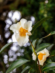 Winter's Cupid Camellia flower