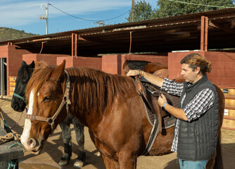 Skilled middle-aged male stable keeper checking saddle on brown horse for riding in yard of stables