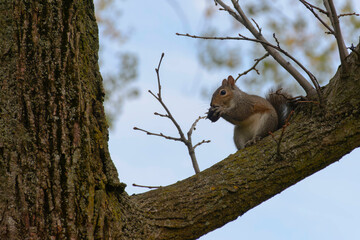 Ardilla, árbol, naturaleza, roedor, Chicago