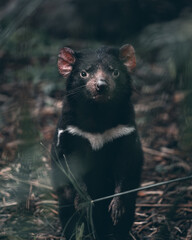 Tasmanian devil starring at me