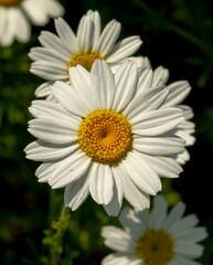 Fototapeta premium Chamomile flowers (Matricaria recutita) blooming on a meadow in the summer. Camomile heads in the field. Selective focus.