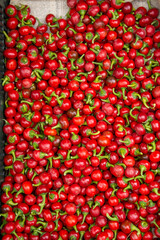 Cherries on a white background, Cherry Nutrition A Guide to, and Health Benefits