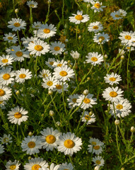 Fototapeta premium Chamomile flowers (Matricaria recutita) blooming on a meadow in the summer. Camomile heads in the field. Selective focus.