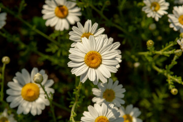 Obraz premium Chamomile flowers (Matricaria recutita) blooming on a meadow in the summer. Camomile heads in the field. Selective focus.