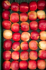 Golden Delicious apples are great for eating , in Bistrita, Romania
