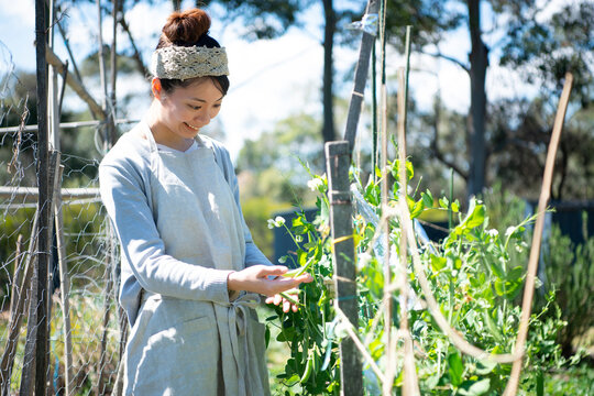 畑で育っている豆を触っている女性