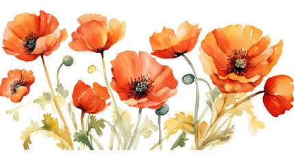 vibrant poppies in watercolor style, isolated on a transparent background for design layouts
