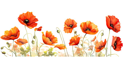 vibrant poppies in watercolor style, isolated on a transparent background for design layouts