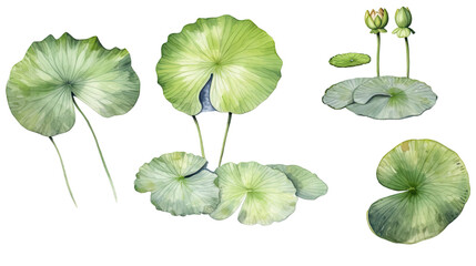 lily pad in watercolor style, isolated on a transparent background for design layouts