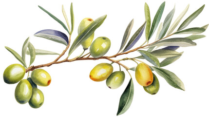olive branch in watercolor style, isolated on a transparent background for design layouts
