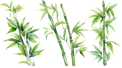 Fototapeta na wymiar bamboo in watercolor style, isolated on a transparent background for design layouts
