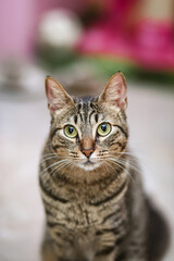 Gato atigrado jugando con  una varita y mirando de frente a cámara, felino, juguetón, mascota. Dia internacional del gato