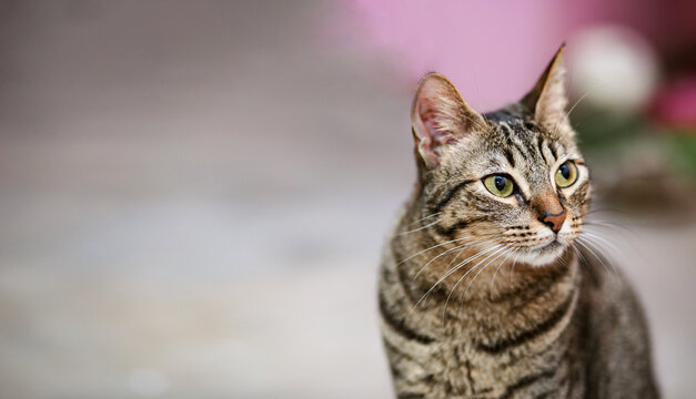 Gato atigrado jugando con  una varita y mirando de frente a c&aacute;mara, felino, juguet&oacute;n, mascota. Dia internacional del gato