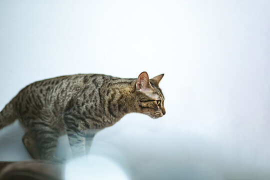 Gato atigrado jugando con  una varita y mirando de frente a c&aacute;mara, felino, juguet&oacute;n, mascota. Dia internacional del gato