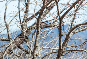 Fototapeta premium Bird at the moment of perching on a branch.