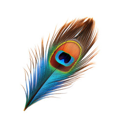 Fototapeta premium A single feather from a peacock 