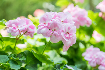 Fototapeta na wymiar Large pink geranium flowers in daylight. Beautiful blooming geranium plants. Gardening. Pelargonium is an ideal ornamental plant that blooms in summer.