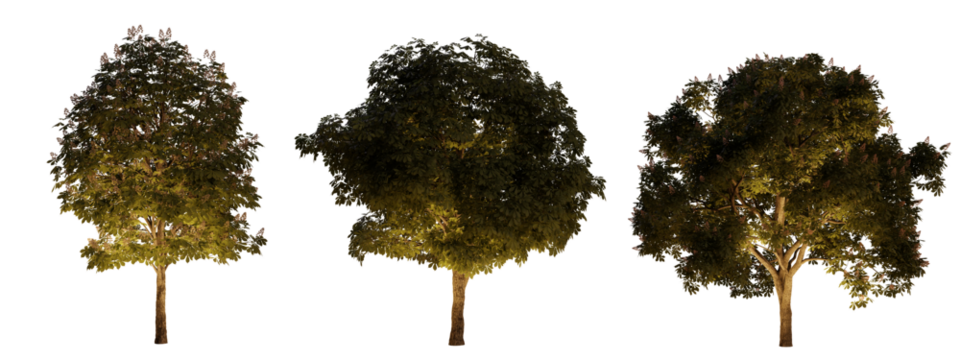 isolated, cutout, hires aesculus tree night scene with uplight in transparent background, best for parking landscape design, best for night render visualisation, post production and compositing.