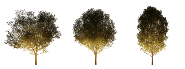 isolated, cutout, hires carpinus tree night scene with uplight in transparent background, best for parking landscape design, best for night render visualisation, post production and compositing.