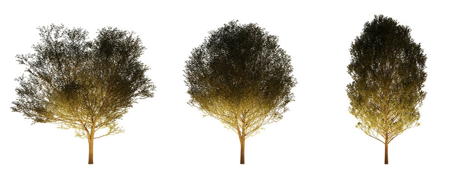 isolated, cutout, hires carpinus tree night scene with uplight in transparent background, best for parking landscape design, best for night render visualisation, post production and compositing.