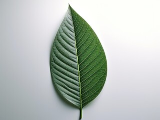 huge single leaf isolated on white background, generative ai