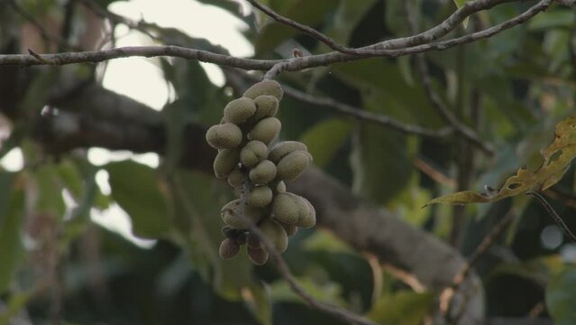 Magnolia Champaca fruit on a tree, establishing shot