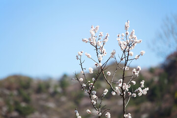 Beautiful Peach Blossoms in Spring