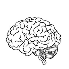 human brain vector