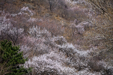 Peach blossoms blooming all over the mountain