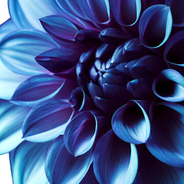 Macro of blue flower aster on white