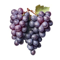 Freshly picked grapes in a bunch
