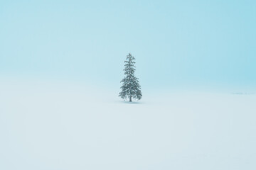 Beautiful Christmas tree with Snow in winter season at Biei Patchwork Road landmark and popular for attractions in Hokkaido, Japan. Travel and Vacation concept - obrazy, fototapety, plakaty