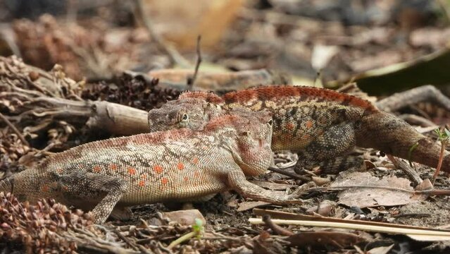 Two lizard fighting for mating .
