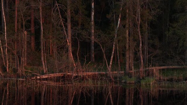 Forest on the shore of Lake Tündre after sunset in spring. Estonia.