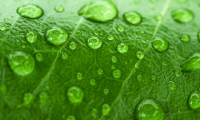 Green leaf with water drops. Nature concept background of green leaves.