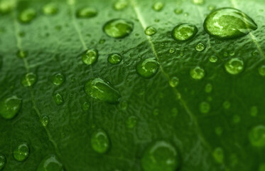 Drops of water on tropical palm leaf, dark green foliage, nature concept background.
