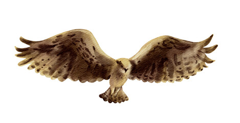 Flying eagle or falcon, hawk bird. Wild raptor in flight. Watercolor wildlife background