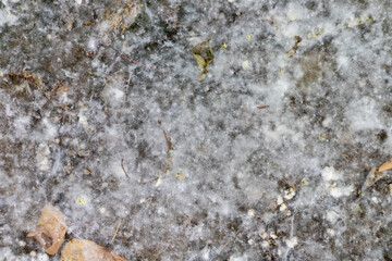 Poplar tree white cotton high angle view